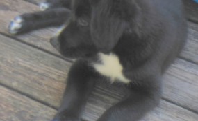 jack laying on porch