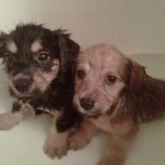 287510_260016077352136_250435618310182_863034_8384521_o Bath time for Wiffle and Waffle