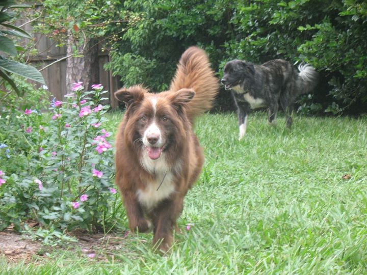 Fluffy Border Collie