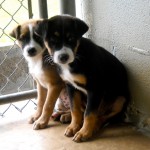 Gordon Pups