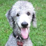 Annie The Silver Standard