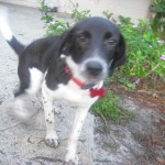 Wagging tail is a blur
