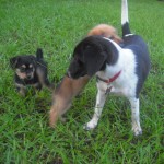 Wiffle and Waffle are 4 pounds