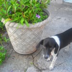 By the potted lemon tree