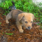 September 01 096 Waffle exploring the garden