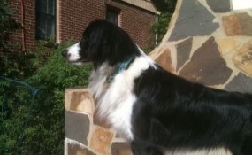 oliver