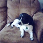 A lazy boy in a Lay-Z-Boy!