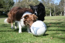 Soccer Collies Mark Lukas and Soccer Collies