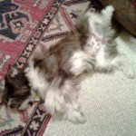 Rub my belly, please! Rub my belly, please!