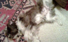 Rub my belly, please!