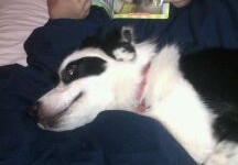 Bandit gets a good night story my favorite part is laying in your lap!