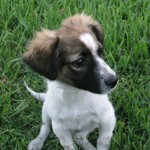 Just little Pup!!!