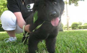 Samson