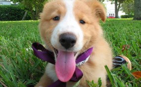 Sunbeam~Adopted