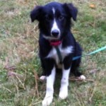 Jacqueline, Everything a puppy should be Everything a puppy should be