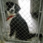 at the Shelter