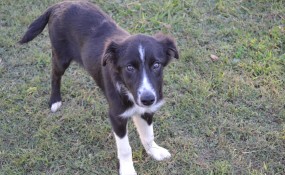 Jacqueline, Everything a puppy should be