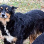 Footloose says, "Please get me out of this shelter!" Footloose says, "Please get me out of this shelter!"