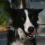 Collie 1