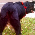 Aussie butt!