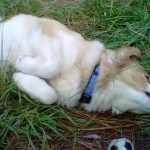 Rub my belly, please. Rub my belly, please.