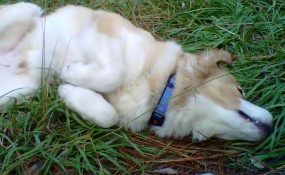 Rub my belly, please.