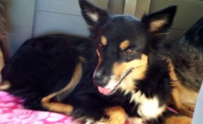 Footloose chillin' in the car.