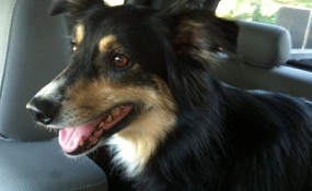 Fancy Free, the back seat driver.