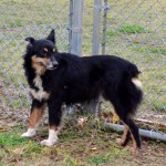 Footloose in the shelter play yard. Footloose in the shelter play yard.