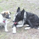 Gets along great with all dogs!