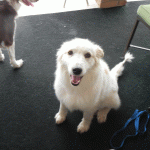 Please don't ask about my tail!