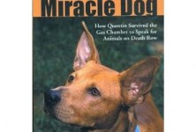 The Miracle Dog The Miracle Dog