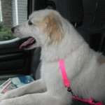 Where are we going?