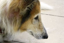 Collie waiting to feel better