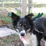 Mistletoe, the petite Border Collie