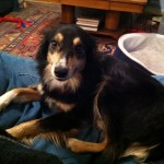 Fancy Free prefers the couch! Fancy Free prefers the couch!