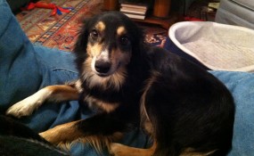 Fancy Free prefers the couch!