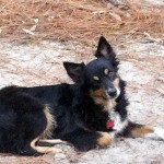 Footloose chillin' in the yard. Footloose chillin' in the yard.