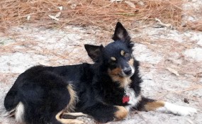 Footloose chillin' in the yard.