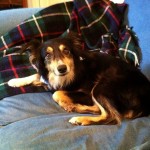 "Oh, you said get OFF the couch?!?" "Oh, you said get OFF the couch?!?"