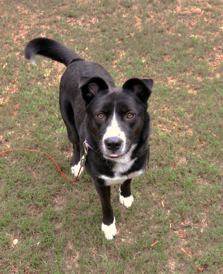 Collie German Shepherd