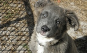 Goose, the Aussie Houla
