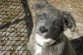 Goose, the Aussie Houla Sweet Face!