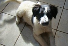 Mollie Collie, thrown in the trash