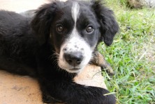 Play Connect the Dogs on his Nose!