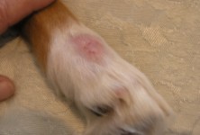 Goldie Hawn's paw Goldie Hawn's paw