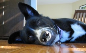 Reenie