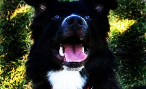 Puddin Pie's Happy Face