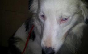 Winter, the Aussie