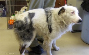 Winter, Scared at the Shelter